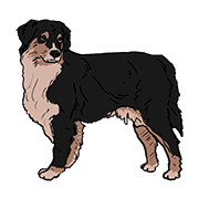 Sheperd dog